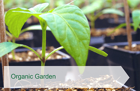 Organic garden